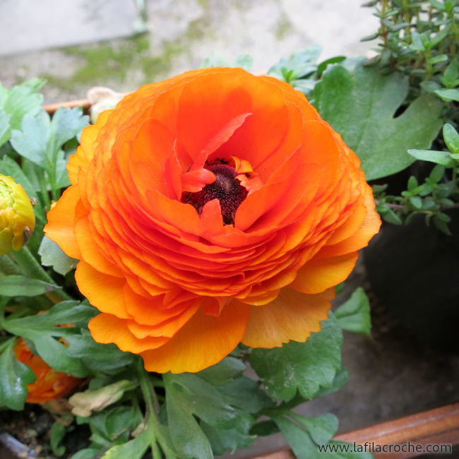 Fleur de renoncule orange