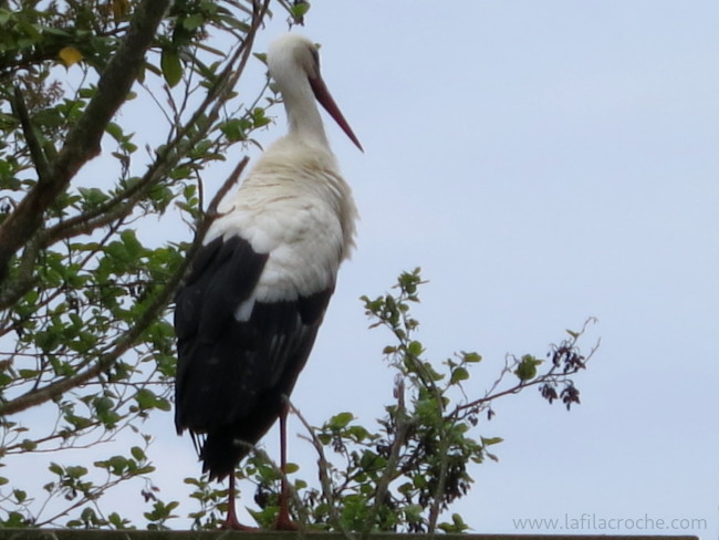 Cigogne et arbre