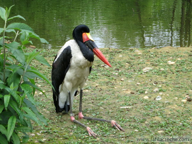 Jabiru d'Afrique