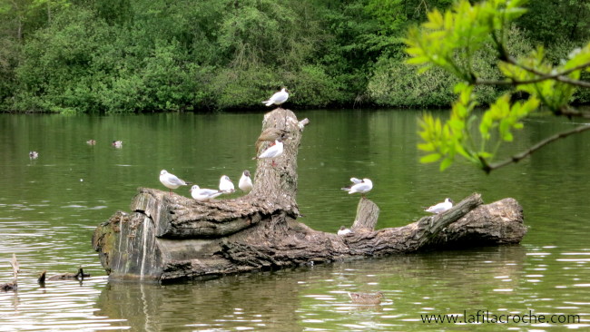 Mouettes sur un tronc flottant