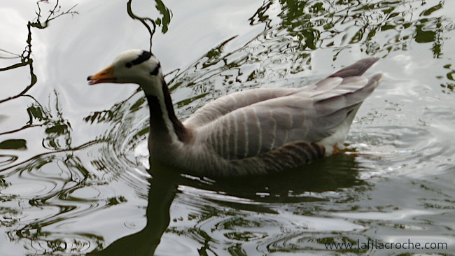 Oiseau sur l'eau