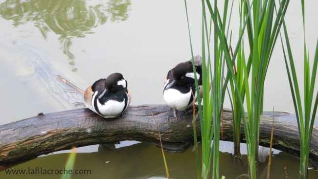 Oiseaux du parc de Villars les Dombes