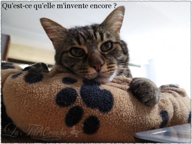 Mon chat dans son panier, sur le bureau, à côté de mon ordi Mon chat