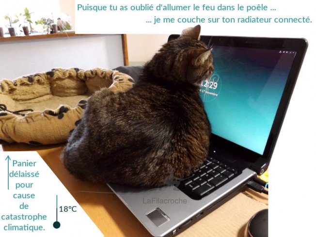 Mon chat sur l’ordi portable
