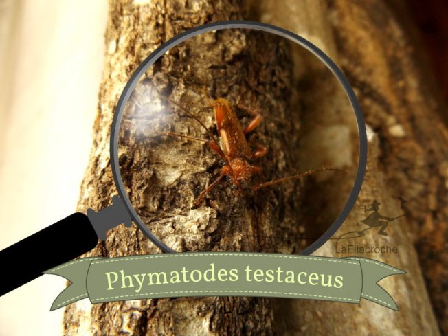 Longicorne variable Phymatodes testaceus
