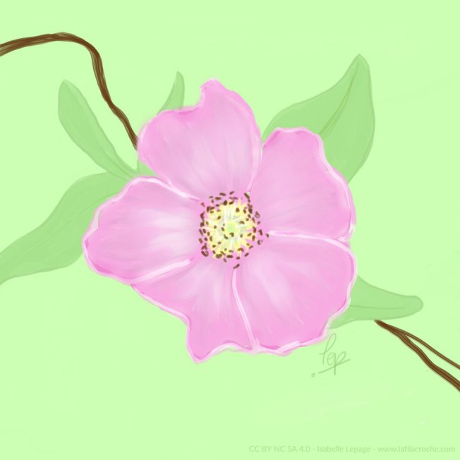 Dessin fleur d’églantier