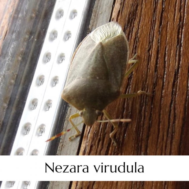 Punaise verte nezara virudula