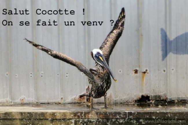 Pelican et pyvenv