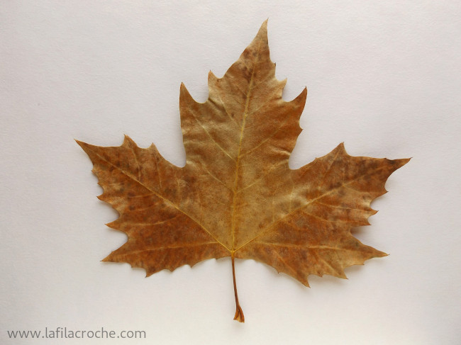 Une feuille de platane séchée