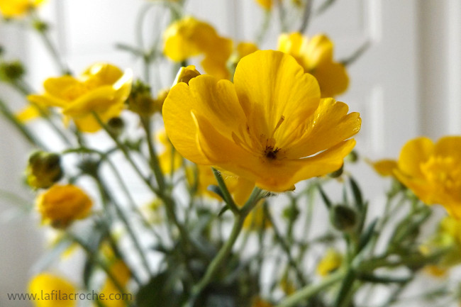 Gros plan sur une fleur de Ranunculus repens