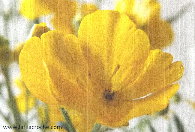 Photo d’une fleur de bouton d’or avec un calque de texture bois