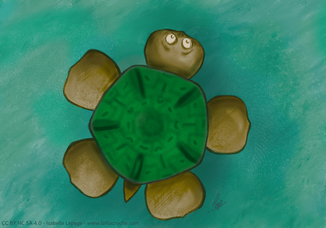 Dessin d’une tortue sur fond turquoise