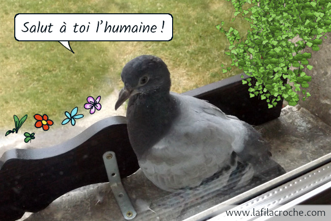 Un pigeon sur le rebord de ma fenêtre, il est écrit « Salut à toi l’humaine ! » dans une bulle