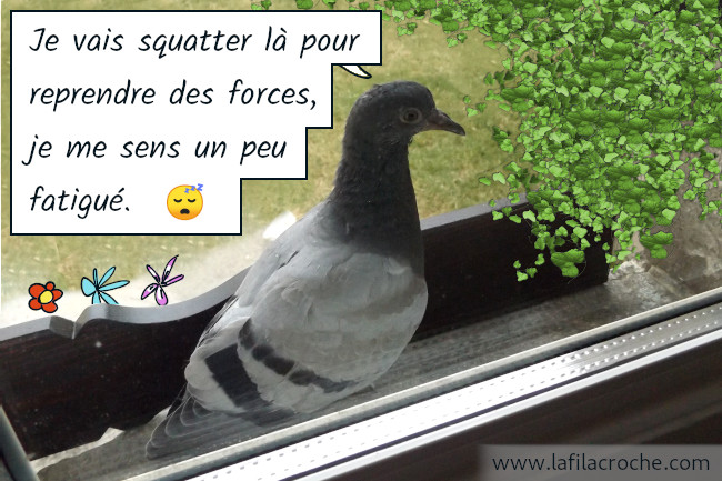 Le pigeon dit « Je vais squatter là pour reprendre des forces, je me sens un peu fatigué »