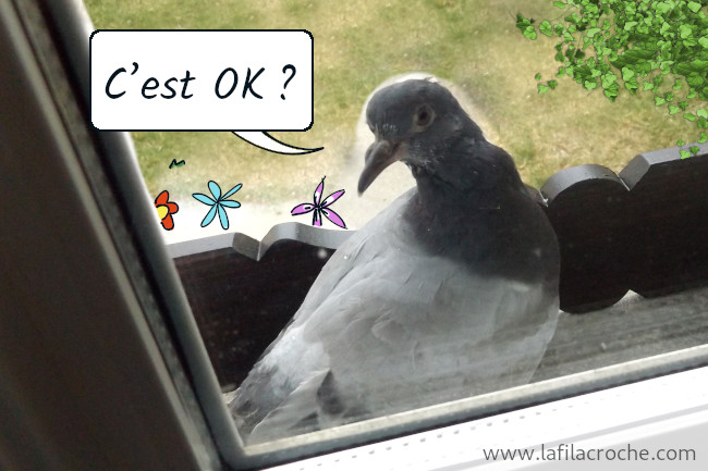 Le pigeon me regarde et dit « C’est OK ? »