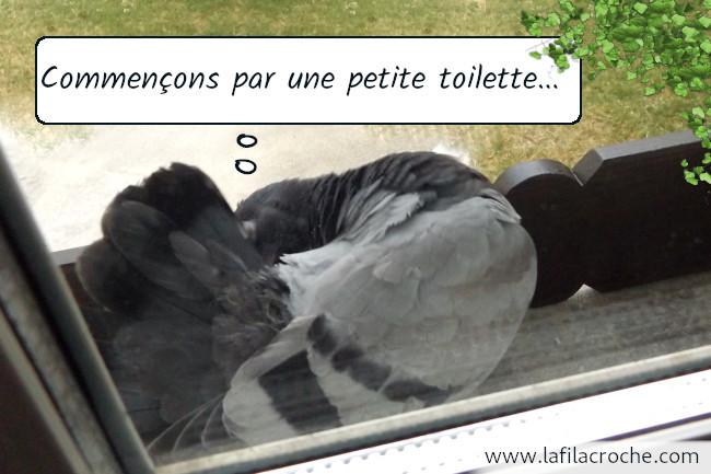 Le pigeon se nettoie le dessous d’une aile et dit « Commençons par une petite toilette… »