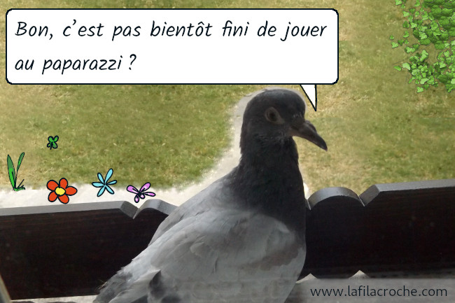 Le pigeon me regarde à nouveau et s’écrie « Bon, c’est pas bientôt fini de jouer au paparazzi ? »