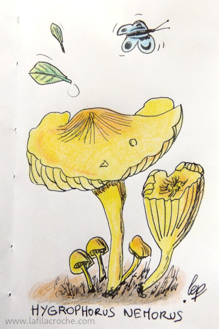 Dessin de champignon Hygrophorus Nemorus, encre + crayons de couleurs