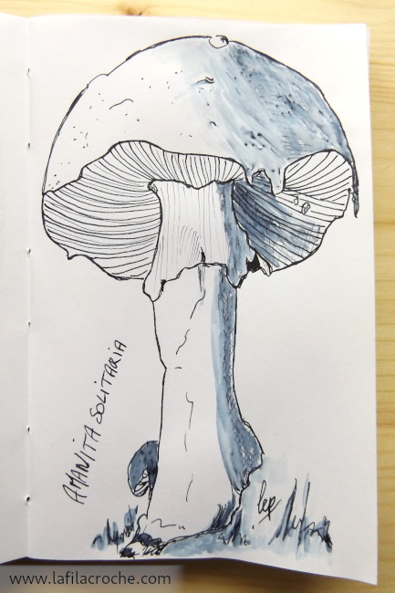 Dessin de champignon Amanita Solitaria, encre + eau