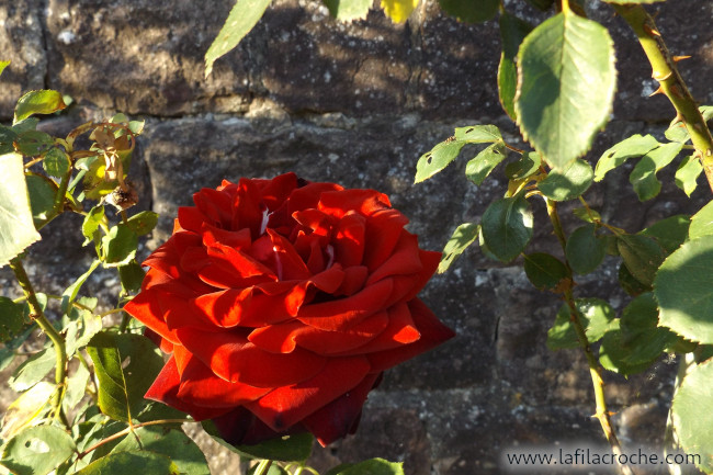 Une rose rouge devant un mur de pierres