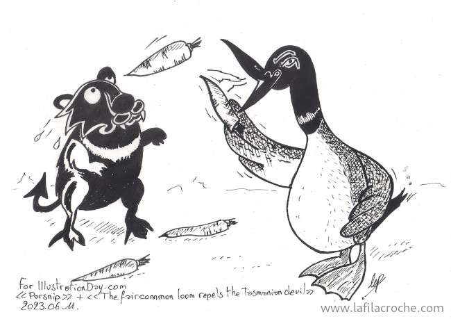Dessin à l’encre représentant un plongeon huard qui jette des panais sur un diable de Tasmanie