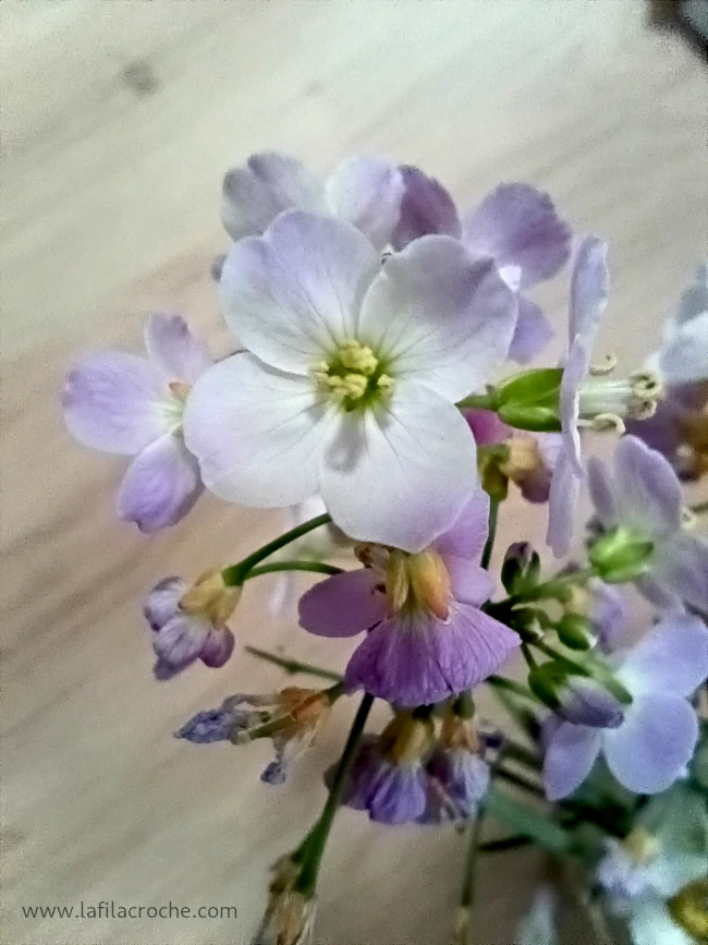 Fleur cardamine des près photographiée en gros plan