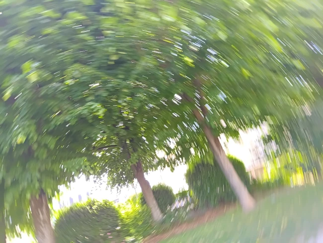 Des arbres avec un flou de mouvement
