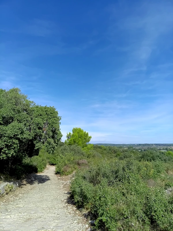 Un chemin avec des petits arbres, des buissons et des ronces sous un beau ciel bleu
