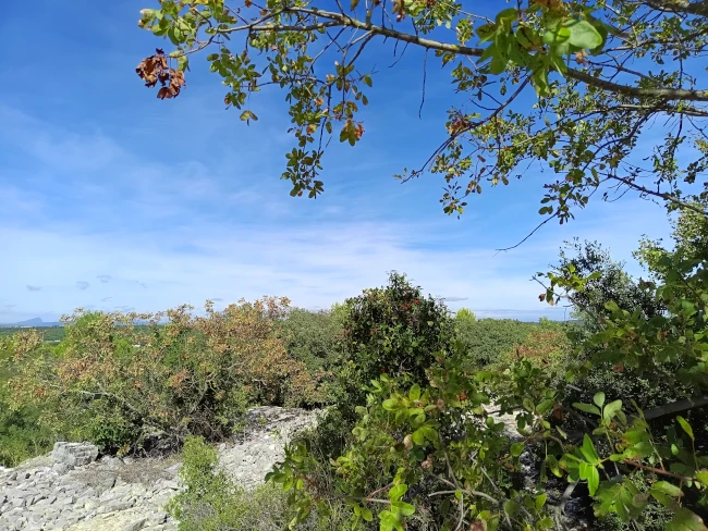 Chemin de roche au milieu d’une végétation basse de garrigue sous un beau ciel bleu avec la branche d’un arbre au premier plan en haut à gauche