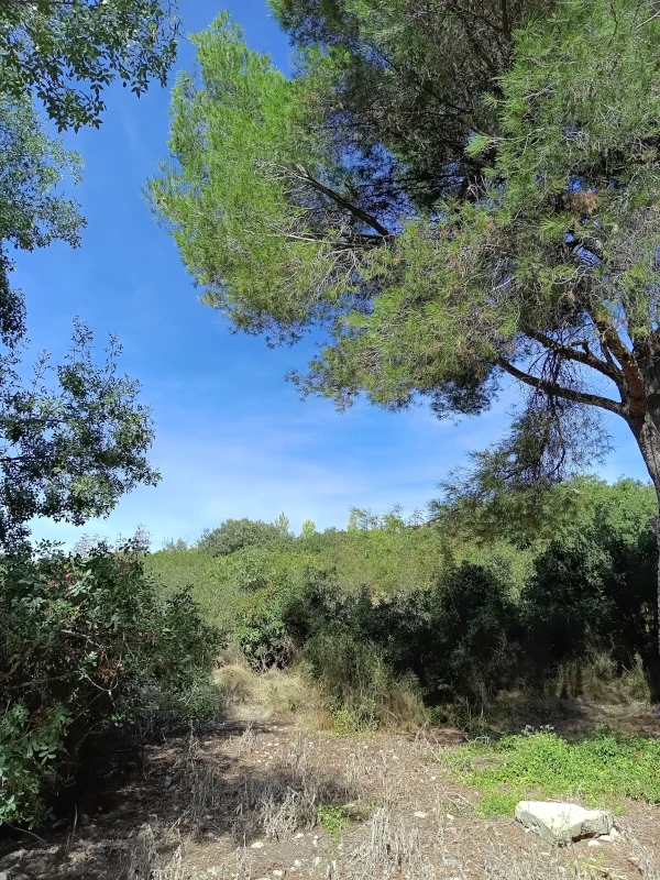 Chemin dans la garigue avec un grand arbre de chaque côté au premier plan puis des buissons ras à l’arrière plan