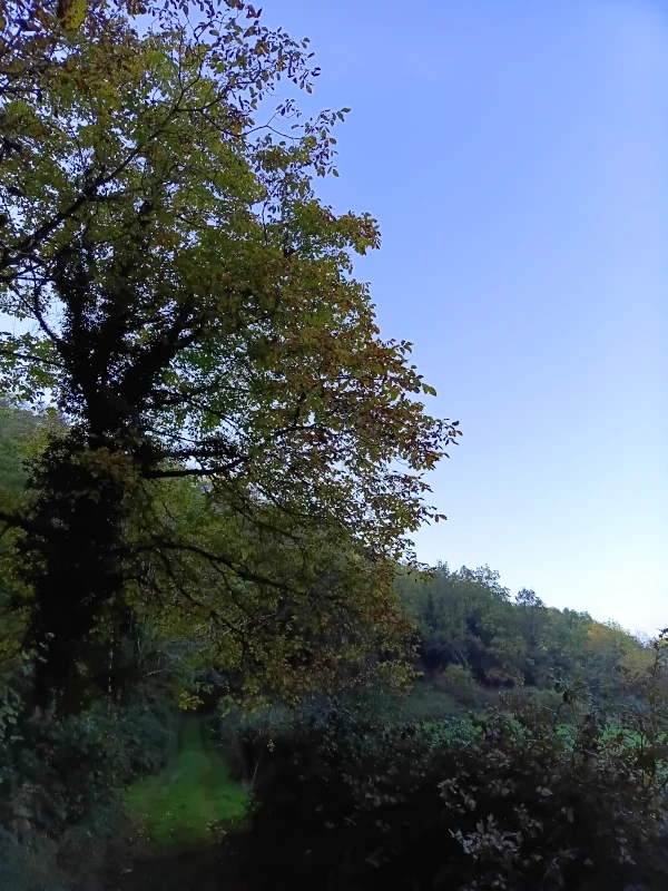 Un arbre qui commence à prendre ses couleurs d’automne au bord d’un chemin forestier