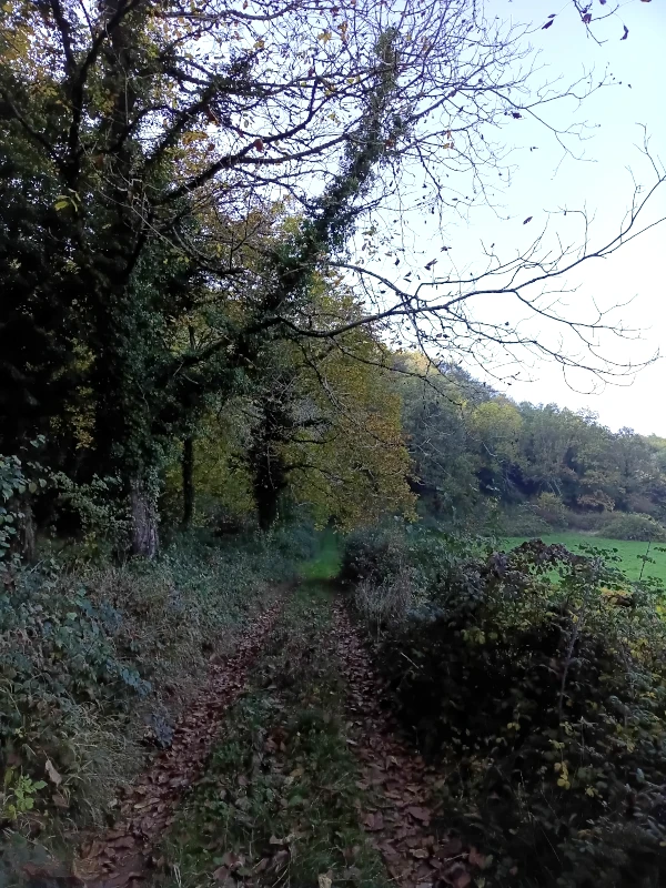 Un chemin en bordure de forêt, à l’automne.