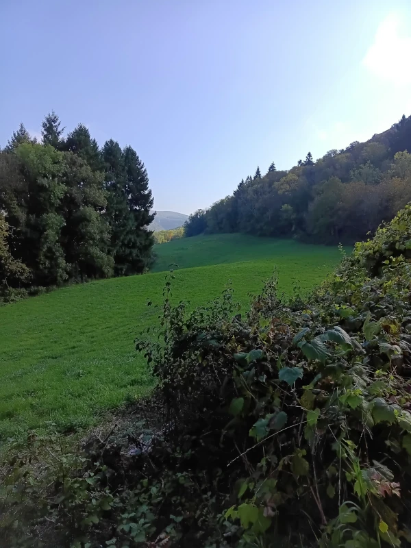 Un près entouré d’arbres
