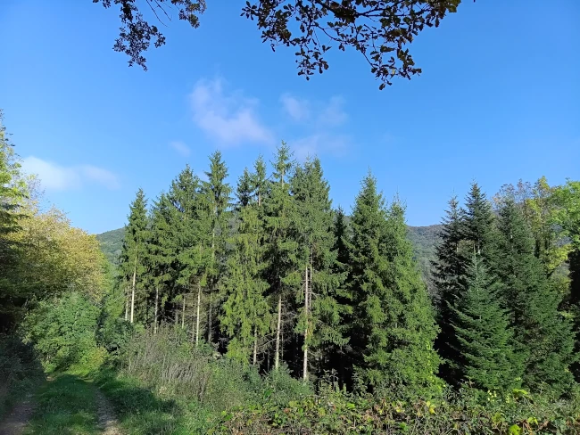 Des sapins sous un ciel bleu