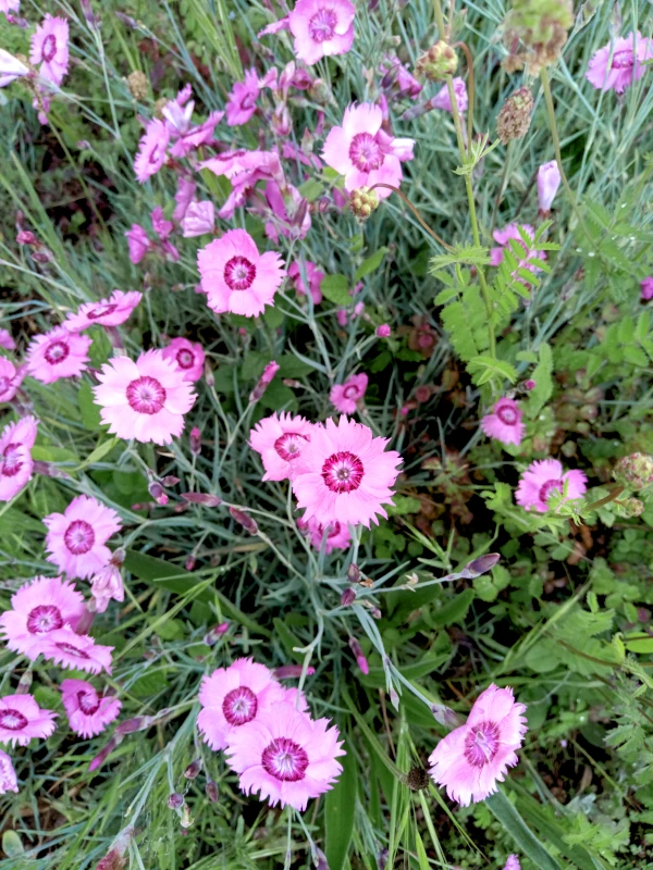 Des œillets mignardise dans les jardins de Fontevraud