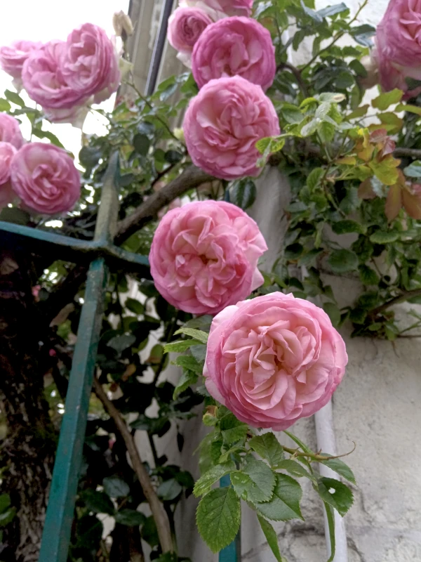 Des roses dans une ruelles de Fontevraud